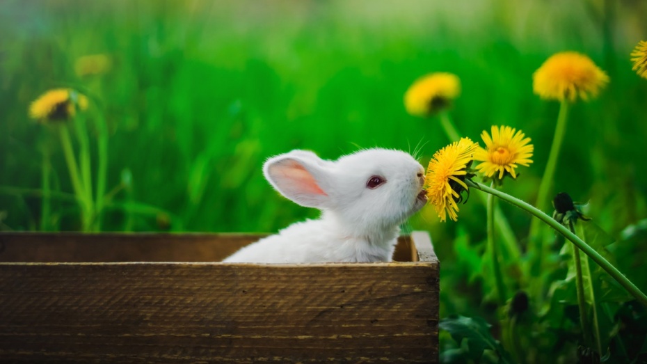 Hase
