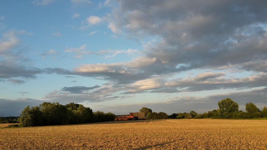 Sommerliches Feld