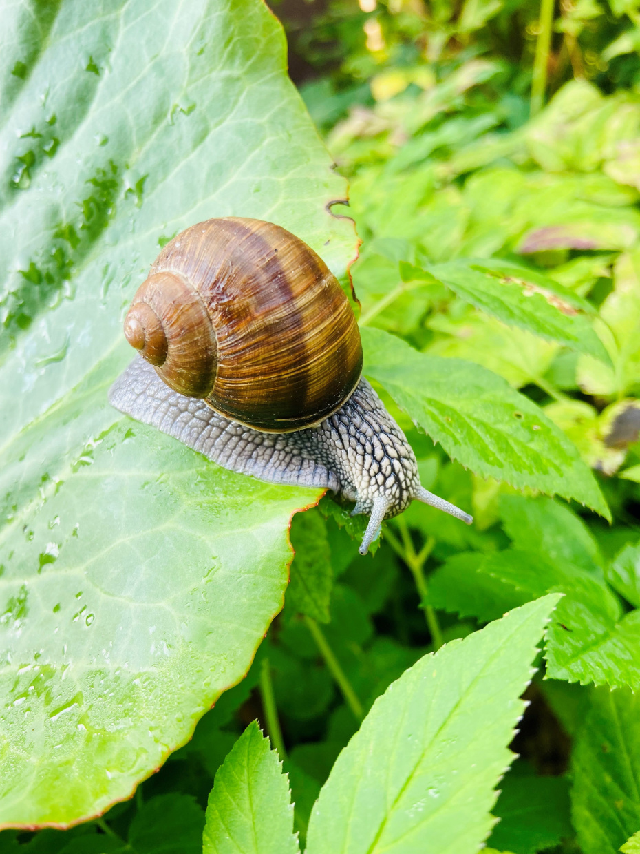 Besuch von Frau Schnecke