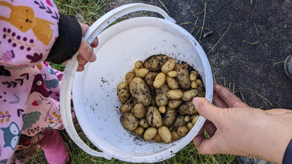 Kartoffelernte, was für ein Erfolg