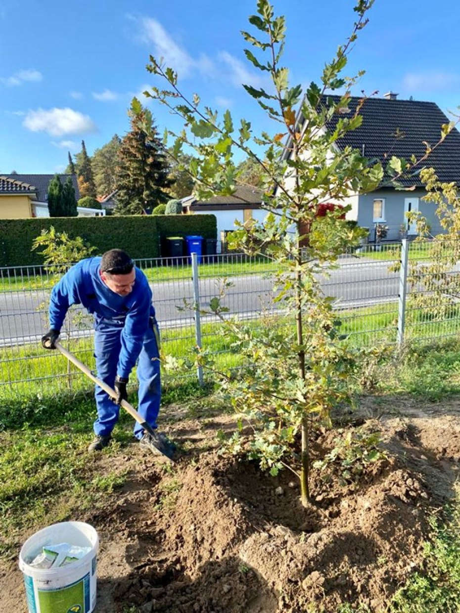 Baumpflanzung von einem Papa aus der Kita, für den Garten B1/ B2
