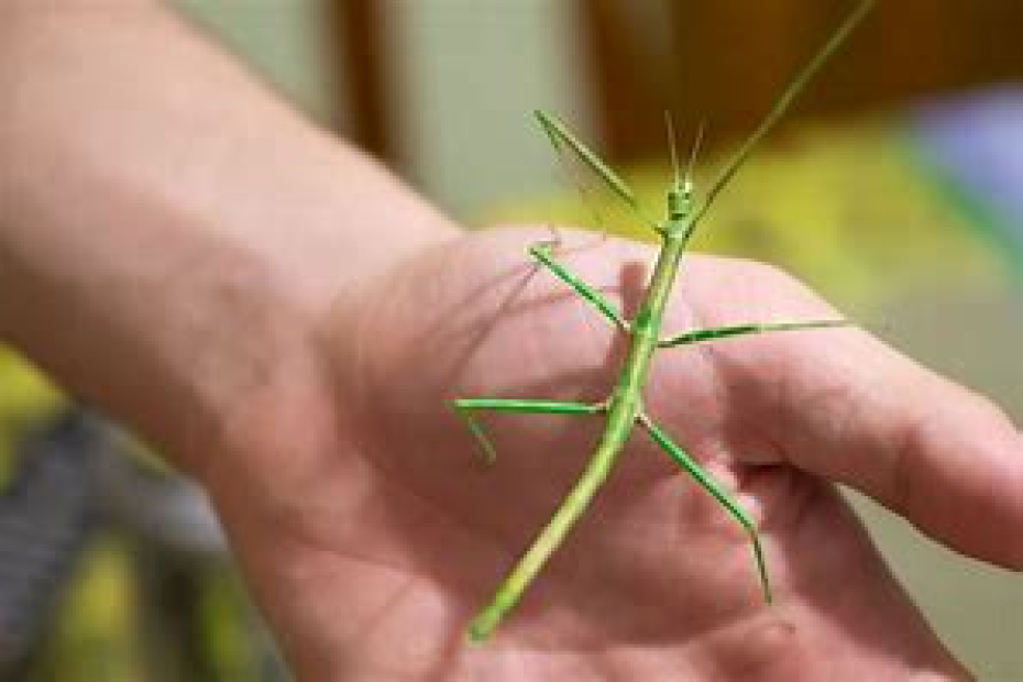 "Stabschrecken" spannende kleine Lebewesen