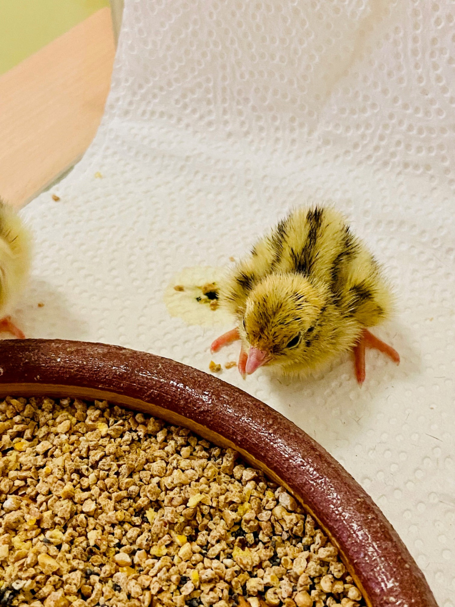 Erster kleiner "Flauschball" ist unterwegs