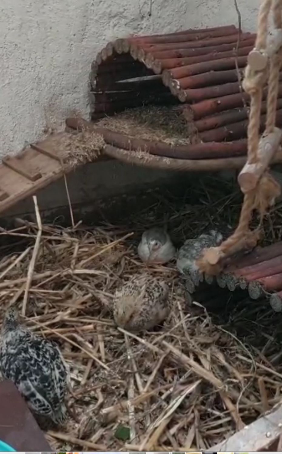 Neues Zuhause im Grünen bei Thomas zu Hause im Garten