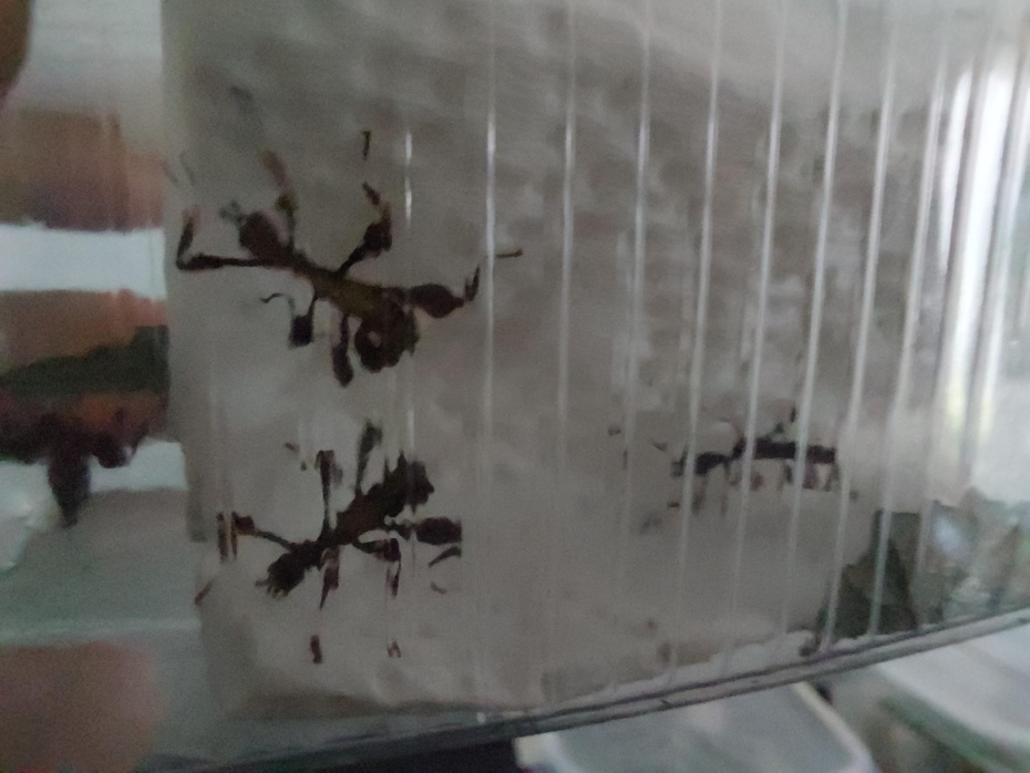 Bunte Wandelnde Blätter...Zuwachs im Terrarium