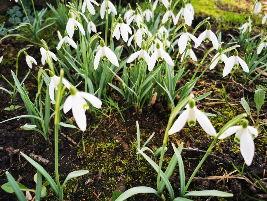 Der Frühling sendet einen ersten Gruß aus dem Kitagarten
