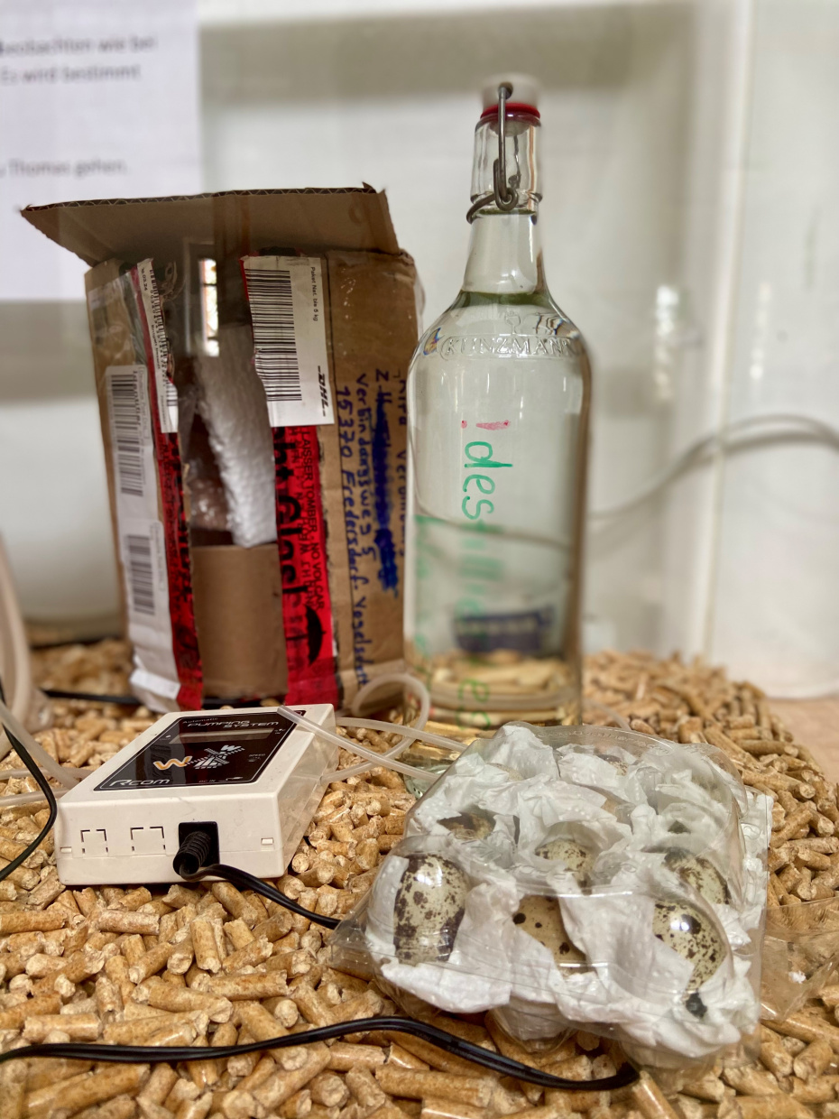 Das Paket ist da mit vielen kleine Wachteleiern