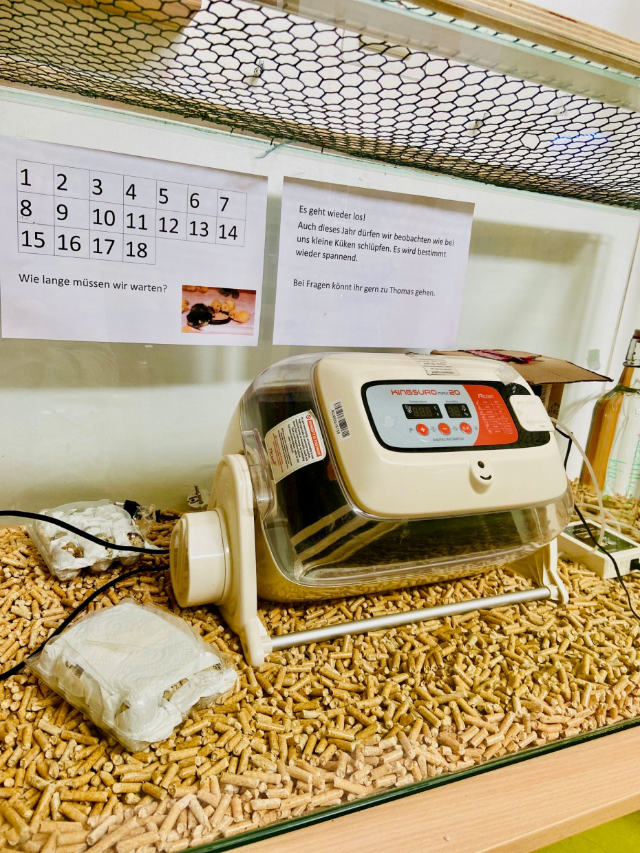 Der Brutkasten, dass neue Zuhause der Wachteleier
