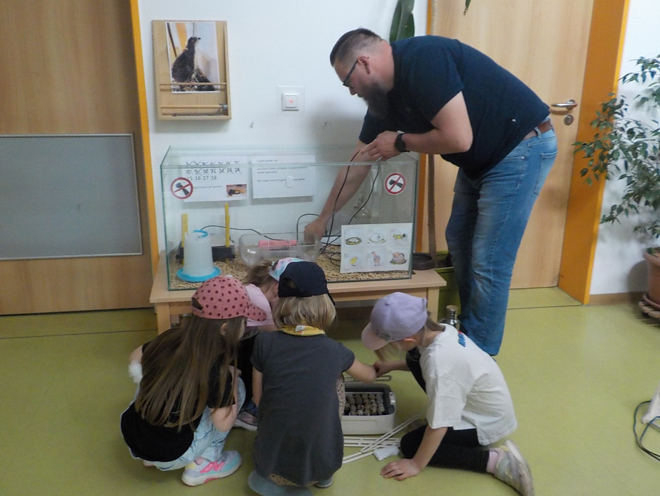 Wachteln, die Kinder sind mit dabei und unterstützen 08.04.2024