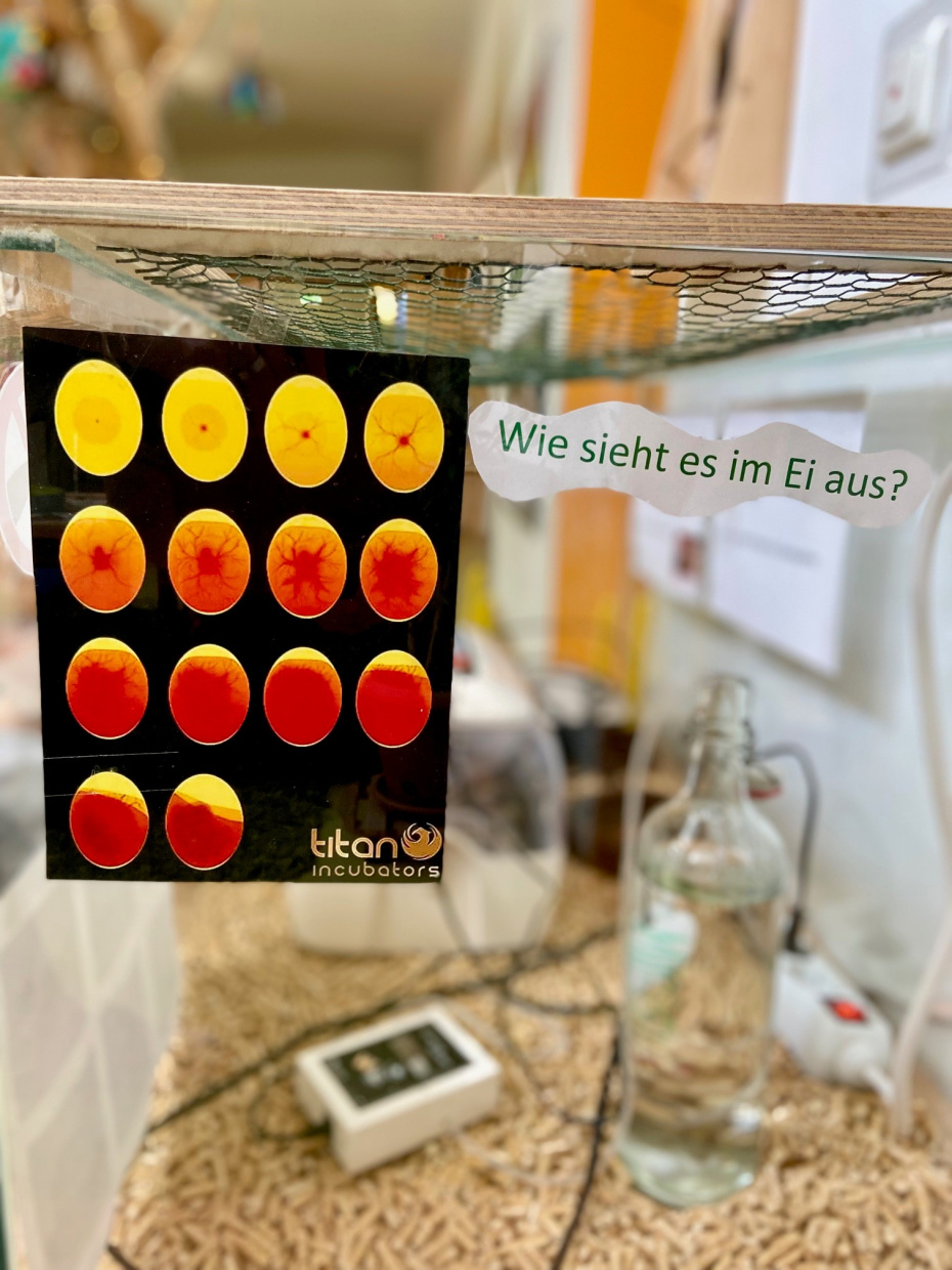 So sieht es im innerern der Eier aus