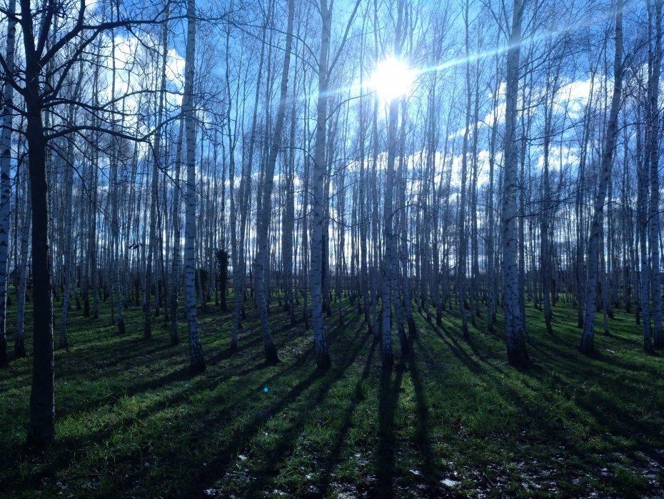 Birkenwald