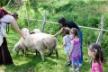 Die Tiere