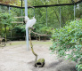 Voliere Pfaueninsel