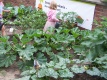 Kohlrabi hat nur wenig von dem typischen Kohlgeschmack und schmeckt stattdessen leicht süßlich und mild. Auch die Blätter von Kohlrabi haben wertvolle Inhaltsstoffe.