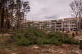 Ein gefällter Baum wartet auf die Weiterverarbeitung