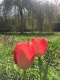 Der Frühling im Garten